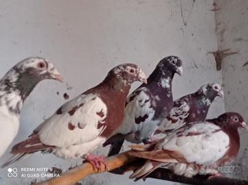 Colombi viaggiatori meulemans