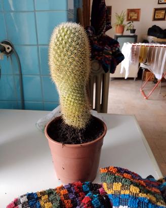cactus 🌵