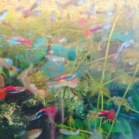 Pesci Guppy