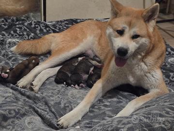 Cuccioli di Akita Inu