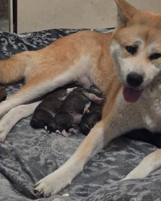Cuccioli di Akita Inu