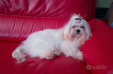 Maltese con Pedigree per accoppiamento