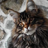Maine Coon Maschio Linee Estere Con Pedigree