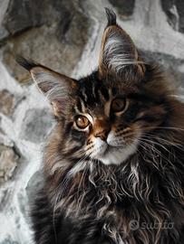 Maine Coon Maschio Linee Estere Con Pedigree