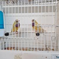 Diamanti di gould e passeri del giappone