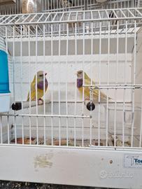 Diamanti di gould e passeri del giappone