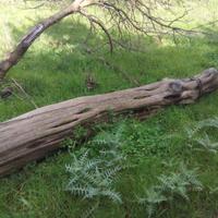 Tronchi di ginepro sardo stagionati