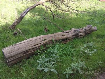 Tronchi di ginepro sardo stagionati