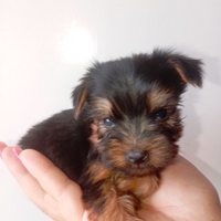 YORKSHIRE TOY sta in una mano