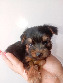 YORKSHIRE TOY sta in una mano