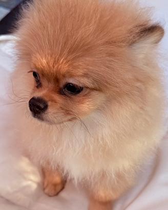 Cucciola Volpino ( Spitz tedesco)