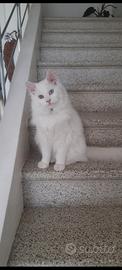 Gatto maschio adulto sterilizzato occhi impari