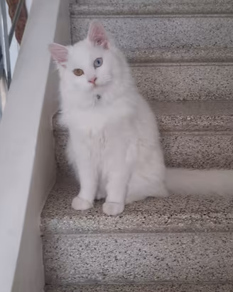 Gatto maschio adulto sterilizzato occhi impari
