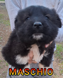 Cucciolo Pastore del Caucaso