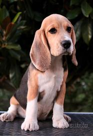 Cucciola di Beagle