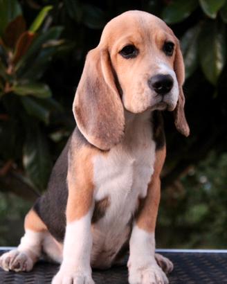 Cucciola di Beagle