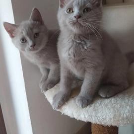 Scottish Fold e straight