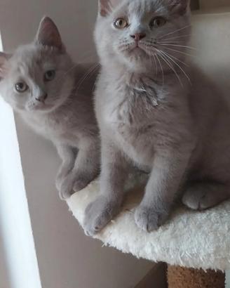 Scottish Fold e straight