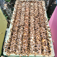 Famiglie, sciami, nuclei di api