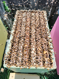 Famiglie, sciami, nuclei di api