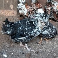 Galline ornamentali