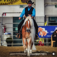 Stallone Haflinger da monta