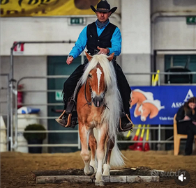 Stallone Haflinger da monta