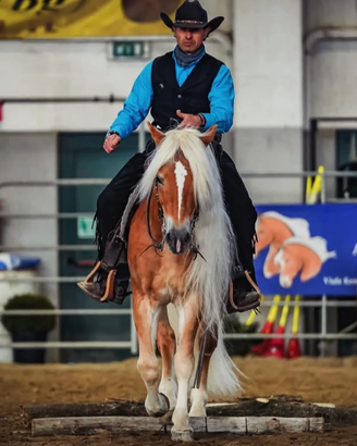 Stallone Haflinger da monta