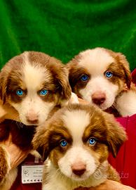 Pastore australiano Australian Shepherd cuccioli