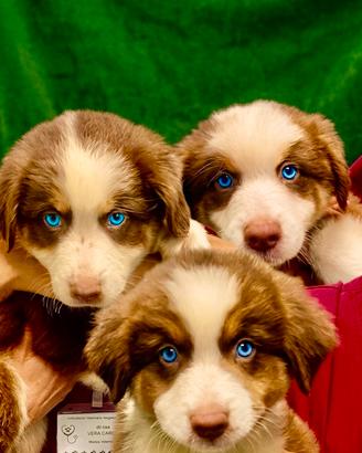 Pastore australiano Australian Shepherd cuccioli