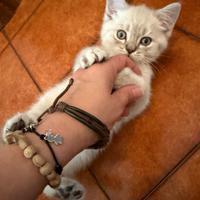 Cat sitter
