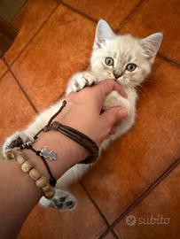 Cat sitter