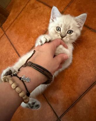Cat sitter