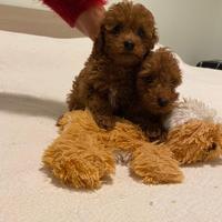 Barboncini toy red intenso