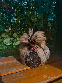 Gallo padovana