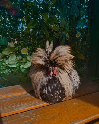 Gallo padovana