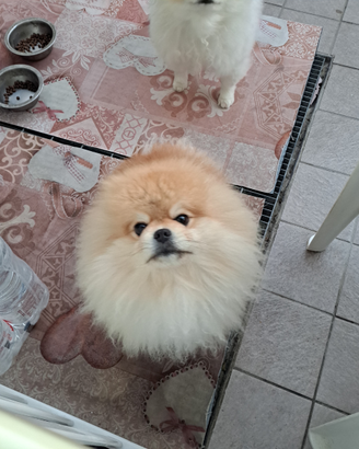 Pom erani a