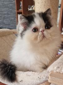 Cucciolo gatto persiano