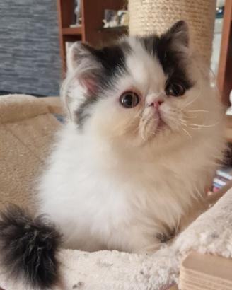 Cucciolo gatto persiano