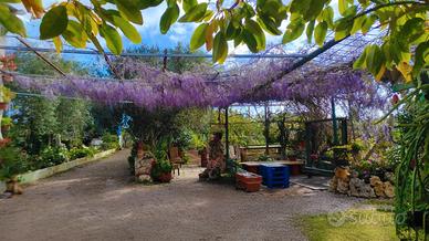 Terreno 5000 mq + casa e vigneto 3km Porto Torres
