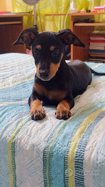 Pinscher nani