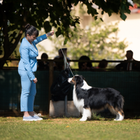 Pastore australiano Australian Shepherd per monte