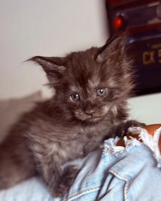 Maine coon