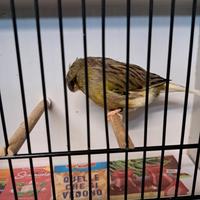 Stupendi esemplari e vari gabbie