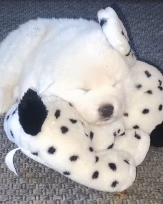 Cuccioli di Pastore Maremmano Abruzzese