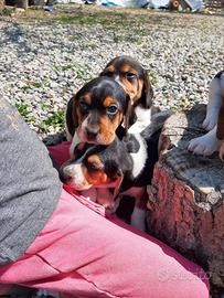 Beagle taglia piccola