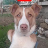 Il cucciolo triste senza adozione