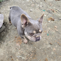 Accoppiamento bulldog dog francese maschio