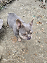 Accoppiamento bulldog dog francese maschio