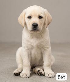 Cuccioli di Labrador